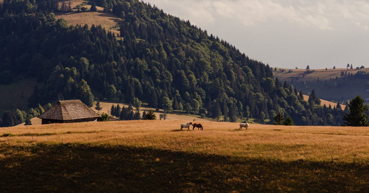 découvrez les pratiques de la sylviculture durable qui préservent les forêts tout en promouvant la biodiversité et l'utilisation responsable des ressources. engagez-vous pour un avenir écologique avec des méthodes de gestion forestière respectueuses de l'environnement.