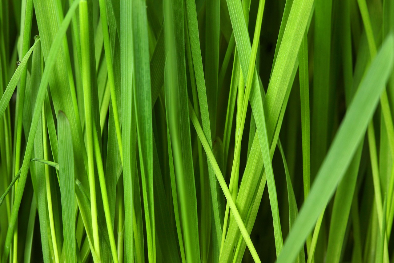isolation thermique écologique : solutions durables et respectueuses de l'environnement pour améliorer le confort énergétique de votre habitat tout en réduisant votre empreinte carbone.