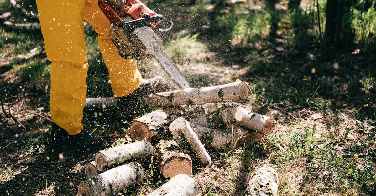 découvrez les pratiques de la sylviculture durable qui préservent nos forêts pour les générations futures, tout en favorisant la biodiversité et en soutenant les économies locales.