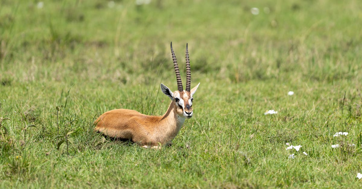 découvrez les zones protégées : des espaces naturels préservés qui abritent la biodiversité et offrent refuge à de nombreuses espèces. apprenez pourquoi leur protection est essentielle pour l'environnement et comment vous pouvez contribuer à leur conservation.