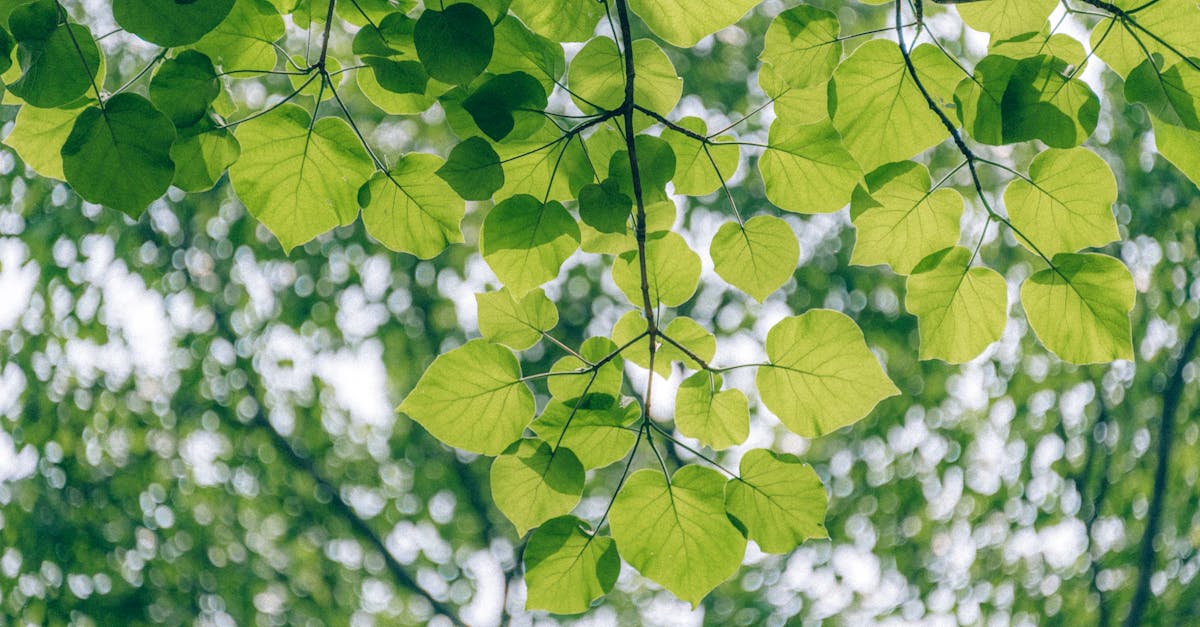 découvrez l'importance de l'écologie, explorez ses principes fondamentaux et apprenez comment nos actions peuvent protéger l'environnement pour les générations futures. plongez dans un univers où la nature et l'homme coexistent en harmonie.