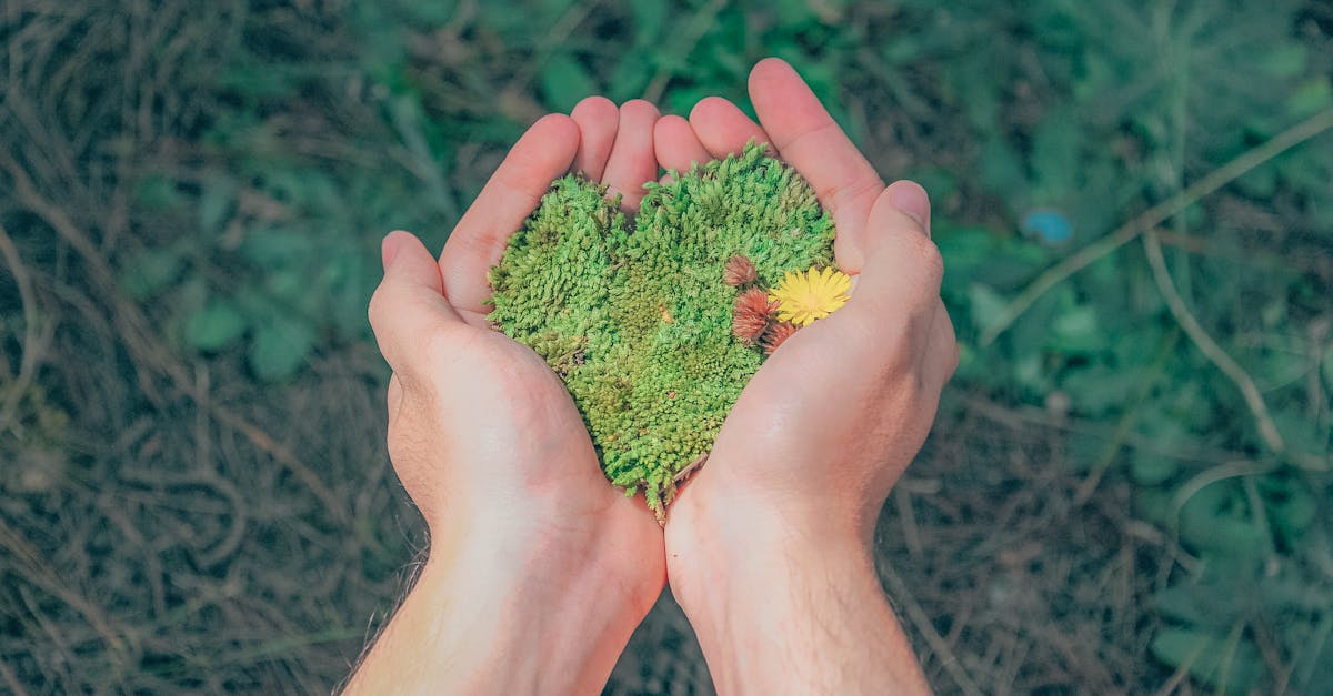 découvrez des solutions durables pour un avenir éco-responsable. explorez des pratiques et des produits qui préservent notre planète tout en répondant à vos besoins.