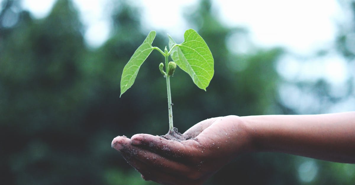 découvrez les enjeux de la reforestation, une initiative essentielle pour lutter contre le changement climatique, préserver la biodiversité et restaurer les écosystèmes. engagez-vous pour un avenir durable en soutenant des projets de plantation d'arbres.
