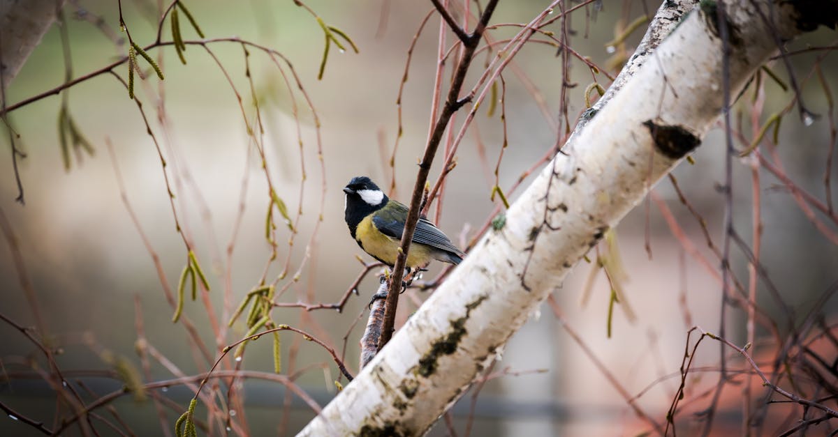découvrez l'importance de la biodiversité pour notre planète. explorez comment la diversité des espèces et des écosystèmes contribue à l'équilibre de notre environnement et à notre bien-être. apprenez comment protéger cette richesse naturelle pour les générations futures.