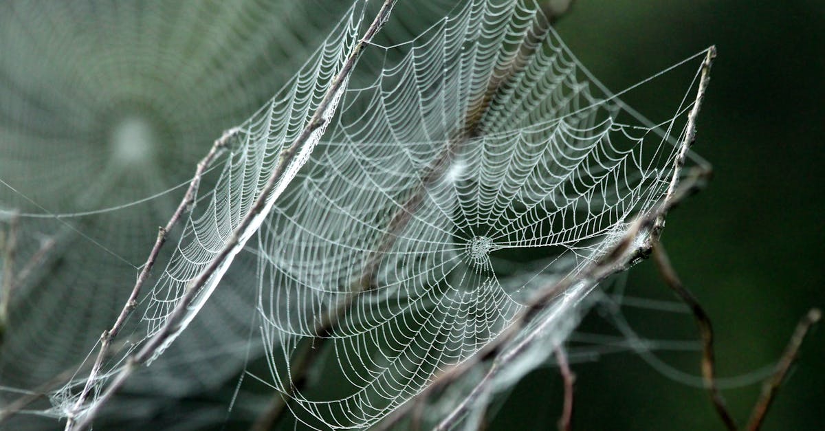 découvrez le biomimétisme, une approche innovante qui s'inspire des processus et des stratégies de la nature pour résoudre des problèmes humains. apprenez comment cette discipline révolutionne l'architecture, le design et la technologie en créant des solutions durables et respectueuses de l'environnement.
