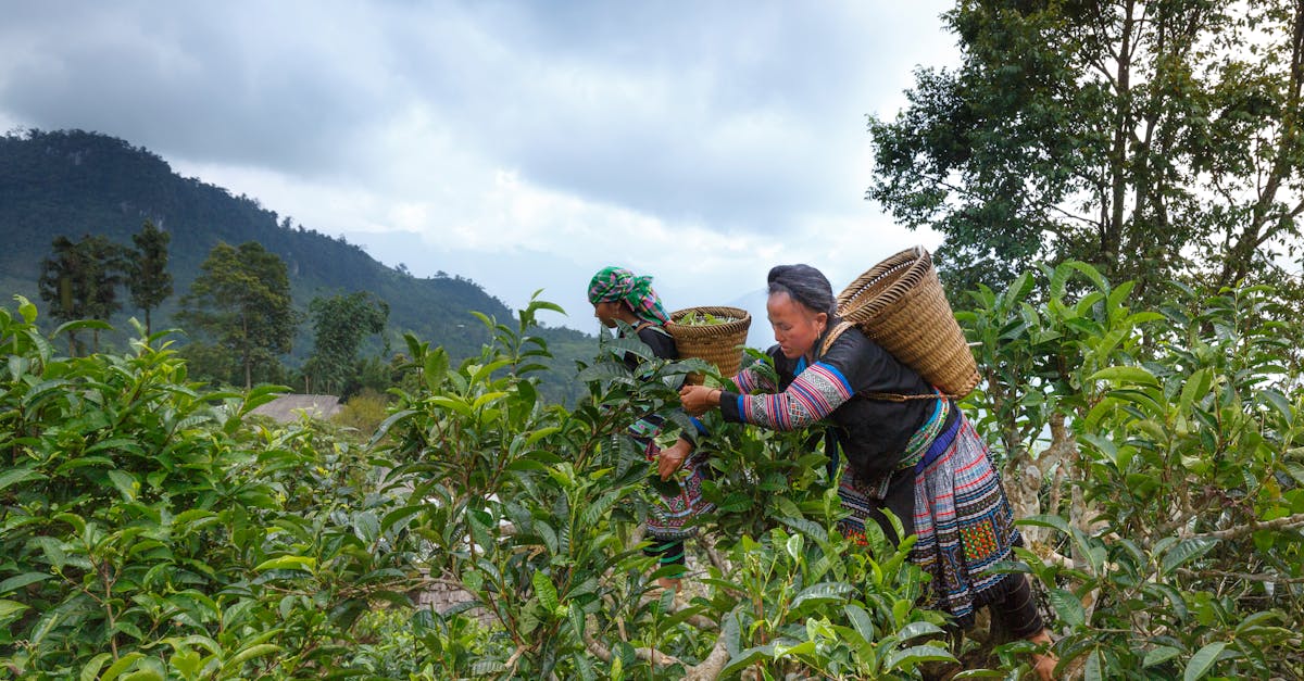 découvrez les pratiques de la sylviculture durable, qui allient préservation des écosystèmes et exploitation responsable des ressources forestières, pour un avenir plus vert et équilibré.