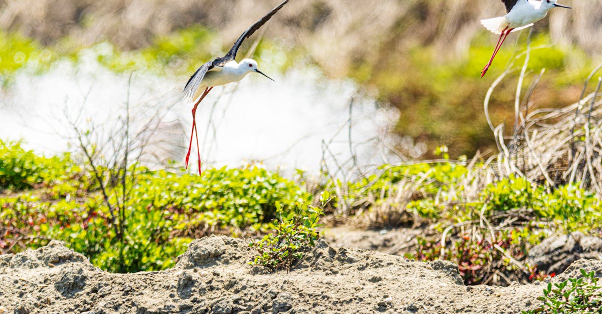 découvrez l'importance de la biodiversité pour notre planète et les espèces qui l'habitent. explorez comment chaque forme de vie contribue à l'équilibre des écosystèmes et aux services que la nature nous offre. agissons ensemble pour préserver notre précieuse variété biologique.