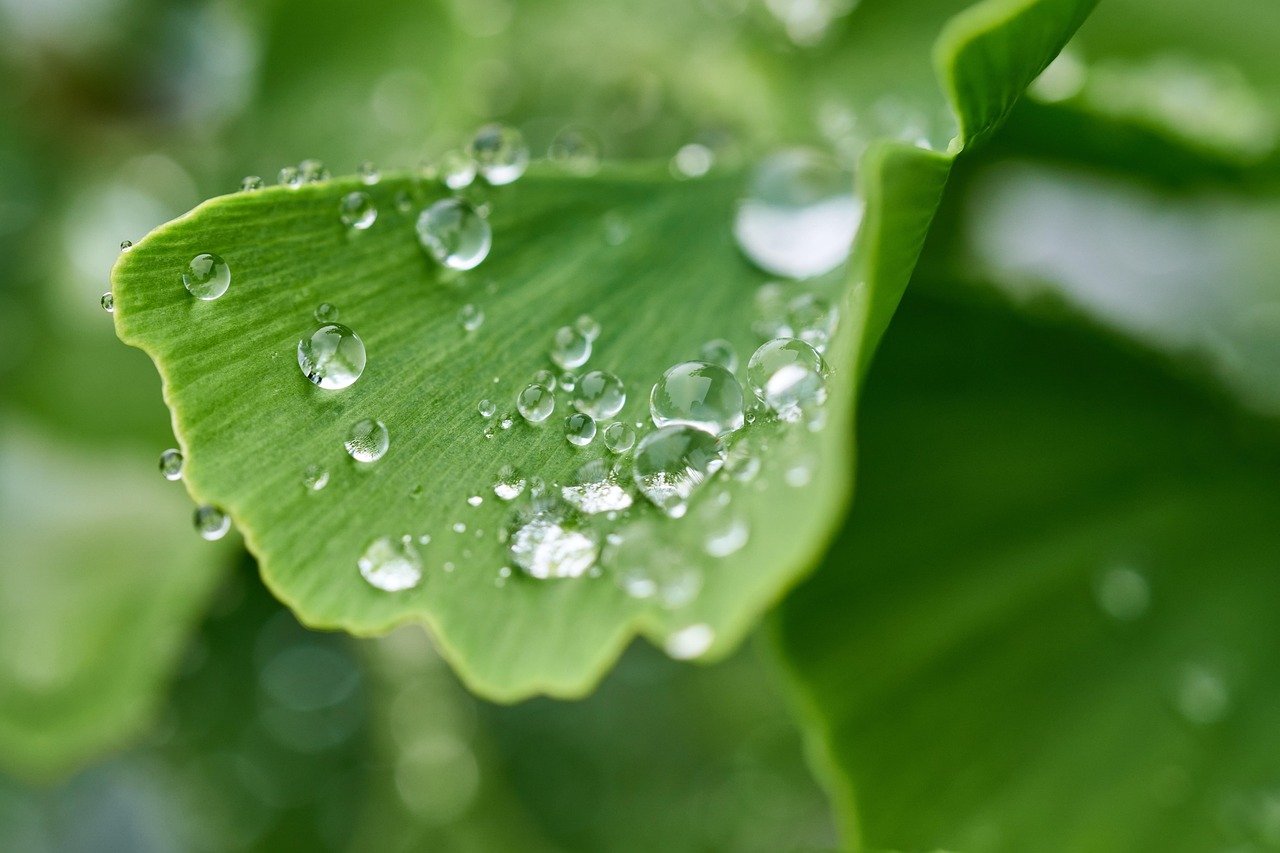 célébrez la journée de la terre en découvrant des initiatives écologiques, des conseils pour réduire votre empreinte carbone et des moyens d'améliorer la planète. engagez-vous pour un avenir durable et responsable.