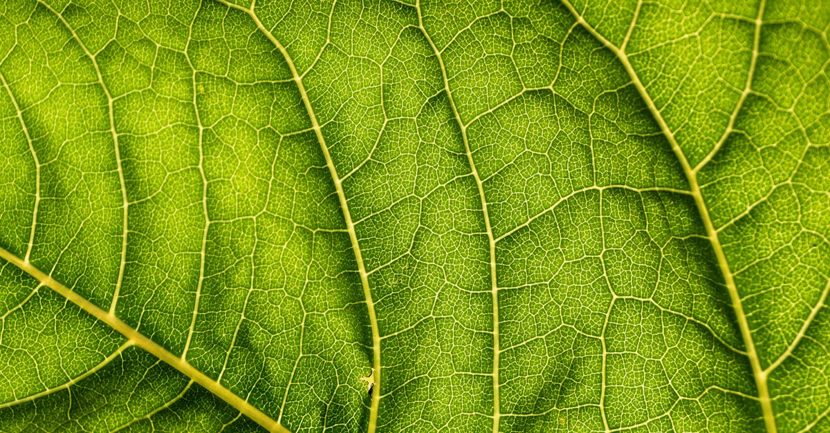 découvrez l'écologie, une science essentielle pour comprendre les relations entre les êtres vivants et leur environnement. explorez les enjeux environnementaux, la biodiversité, et les solutions durables pour préserver notre planète.