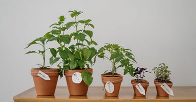 Futur durable : Les nouvelles initiatives pour un environnement sain