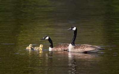 L’importance de la biodiversité dans le cadre du bilan carbone