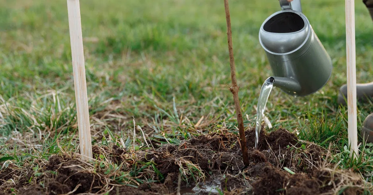 Reforestations : Les clés pour une planète plus verte et durable