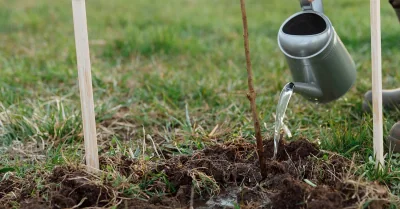 Reforestations : Les clés pour une planète plus verte et durable