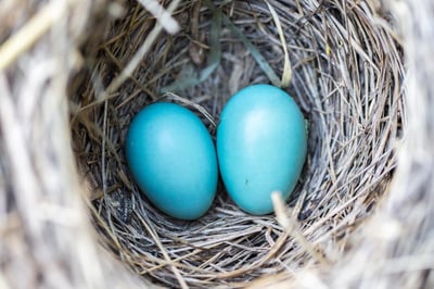Écologie et économie : vers un modèle de durabilité rentable