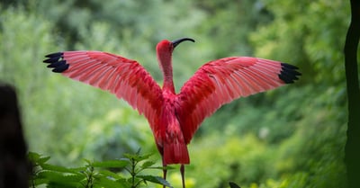 Protection de la faune : stratégies essentielles pour préserver notre biodiversité