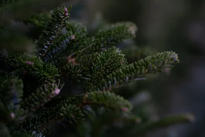 Sapin de Noël : Choisir entre le naturel et le synthétique pour un Noël écologique