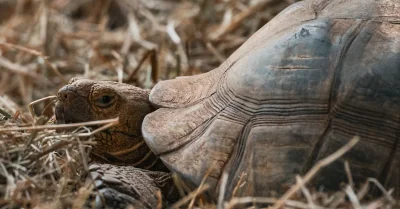 Conservation des écosystèmes : enjeux et solutions pour préserver la biodiversité
