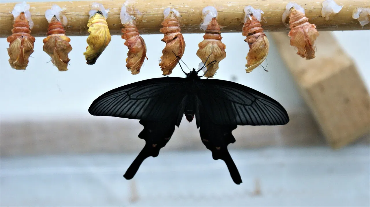 L’Université de Strasbourg : Un Modèle de Transformation Socio-Écologique Innovante
